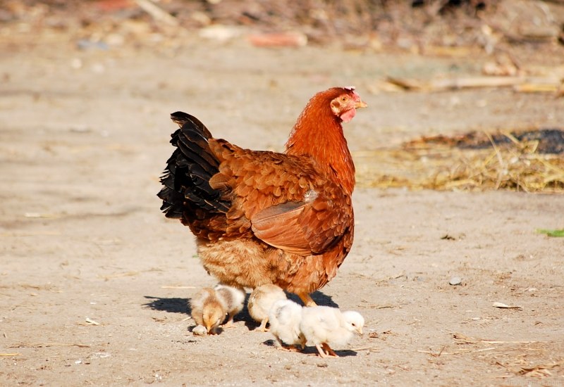 chickens12.jpg
