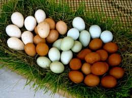 Chicken 5.jpg