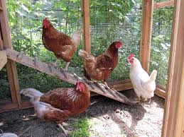 Chicken 3.jpg