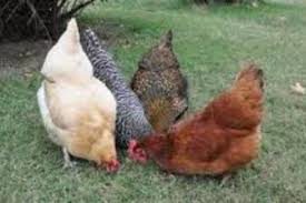 Chicken 2.jpg