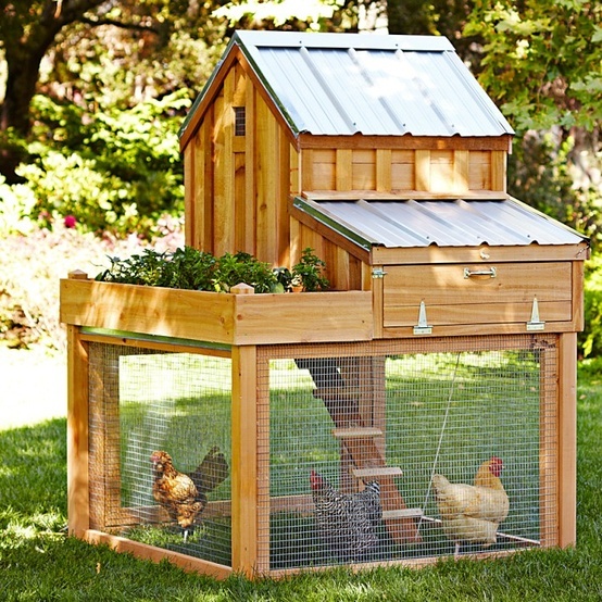 free-chicken-coop-plans.jpg