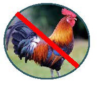 No Roosters.jpg